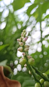 Basella alba flowers blooming among lush green bush, showing delicate white-pink blossoms of the Malabar spinach plant in natural setting