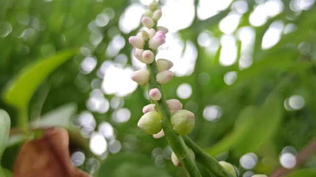 Basella alba flowers blooming among lush green bush, showing delicate white-pink blossoms of the Malabar spinach plant in natural setting