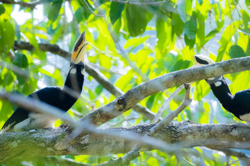 Oriental Pied Hornbill  on a branch in nature
