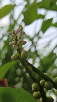 Basella alba flowers blooming among lush green bush, showing delicate white-pink blossoms of the Malabar spinach plant in natural setting
