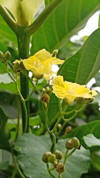 Close-up of Camonea umbellata, a delicate flowering vine with soft blooms and lush green leaves, showcasing its natural beauty in the wild.