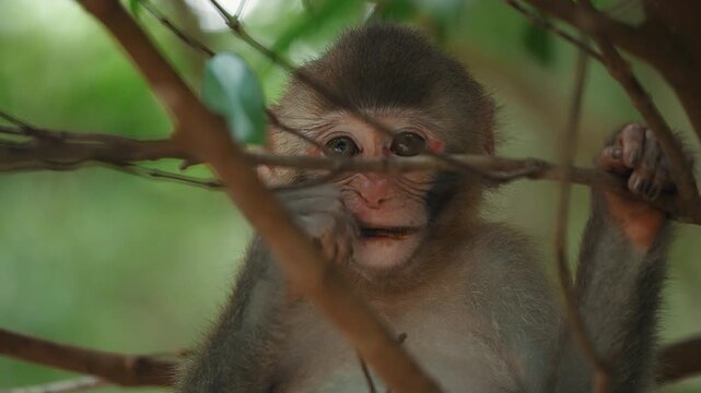 Baby macaque monkey sitting on tree branch in lush green forest habitat.