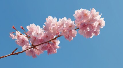 Delicate pink cherry blossom branch against a clear blue sky