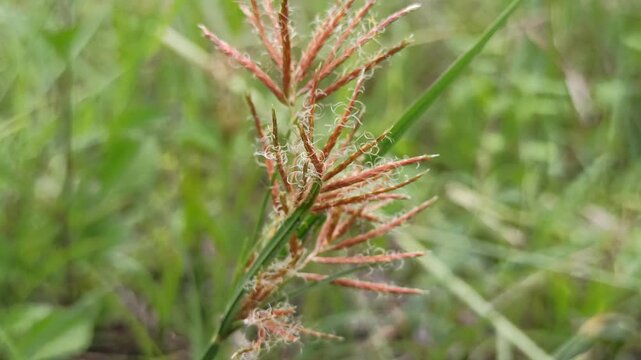 Close-up of Purple Nutsedge (Cyperus rotundus) plant, known as a common weed with green leaves and distinctive flower spikes.