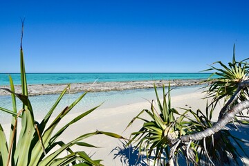 Pandanus palm on beach with reef background