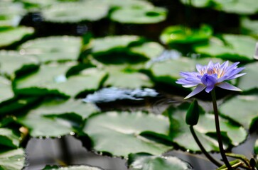水面で咲く紫色の睡蓮の花と背景にたくさんの葉っぱ