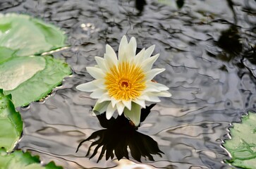 水面で咲く一つの白の睡蓮の花と背景に揺れる水面