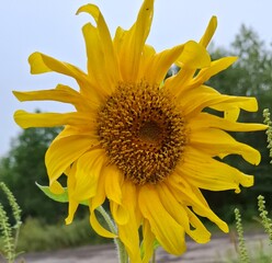 a beautiful close-up of a sunflower flower, a symbol of the sun and summer, an annual herbaceous plant of the Asteraceae family