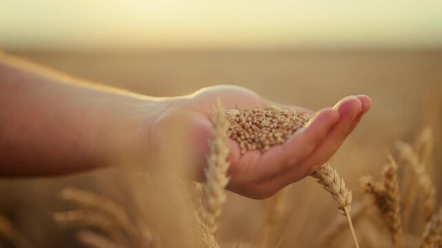 Human holding ripe golden wheat grains, closeup view in agricultural region. Farmer enjoying good harvest of cereals, future bread, organic food production in ecological farms, organic farming