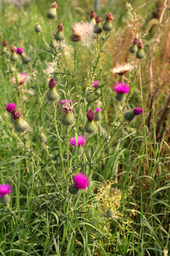 Mariendistel, Heilpflanzen Samen (Silybum marianum)