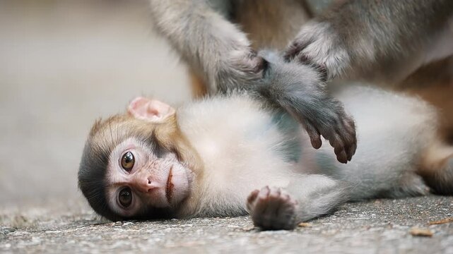 Monkeys grooming each other in a social activity. A monkey catching lice for another.