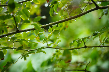 雨上がりの庭の、水滴のついた木の枝