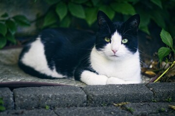 Cute Black and white cat relaxing outdoors and looking at camera.