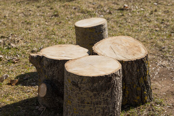 Deforestation, clearing of forests, stumps in the forest, and firewood harvesting