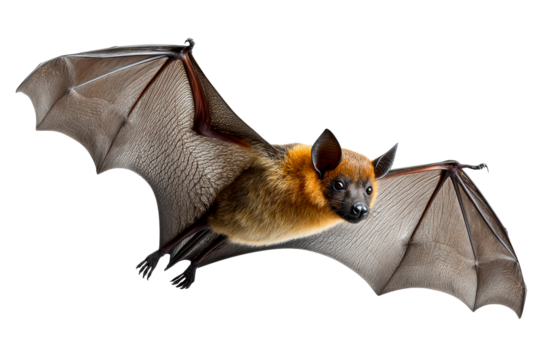 Bat in mid flight with transparent background