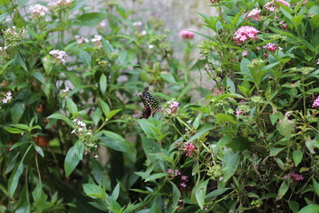 Close-up of a large black butterfly resting on a green bush branch, natural wildlife scene with delicate details and tropical atmosphere