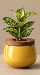 Yellow ceramic pot with wooden lid, containing a small green plant