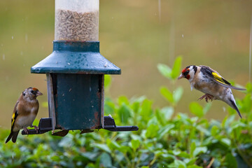 A Goldfinch landing on a green garden bird feeder. Ornithology and bird watching image.