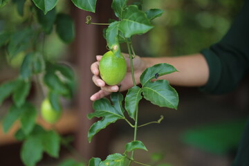 Close-up of a female hand gently holding a fresh green passion fruit still attached to its branch