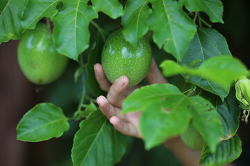 Close-up of a female hand gently holding a fresh green passion fruit still attached to its branch