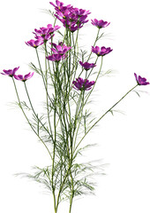 Fototapeta premium Transparent flower, plant, isolated, white, pink, nature, green, leaf, floral, purple, bloom, flowers, spring, white background, flora, blossom, petal, stem, summer, natural, bouquet, botanical