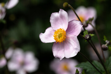Bl&uuml;tenstand einer Herbst Anemone, dunkler Hintergrund
