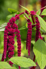 Blütenstand eines Garten Fuchsschanz, Nahaufnahme