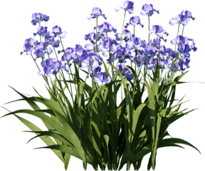Transparent flower, plant, isolated, white, pink, nature, green, leaf, floral, purple, bloom, flowers, spring, white background, flora, blossom, petal, stem, summer, natural, bouquet, botanical