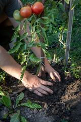 Planting Tomato Seedling