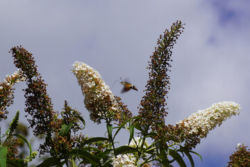 Hummingbird hawk-moth (Macroglossum stellatarum) flying above white flowers of a summer lilac (Buddleja davidii). Faded bunches of flowers. Sky, Netherlands, summer, August