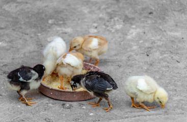 A diverse group of chicks eating corn