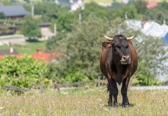 Brown dairy cow during free grazing