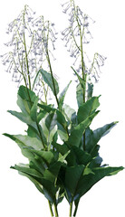 Transparent flower, plant, isolated, white, pink, nature, green, leaf, floral, purple, bloom, flowers, spring, white background, flora, blossom, petal, stem, summer, natural, bouquet, botanical