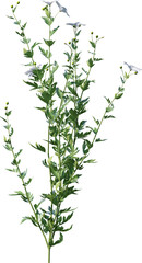 Transparent flower, plant, isolated, white, pink, nature, green, leaf, floral, purple, bloom, flowers, spring, white background, flora, blossom, petal, stem, summer, natural, bouquet, botanical