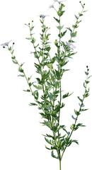 Transparent flower, plant, isolated, white, pink, nature, green, leaf, floral, purple, bloom, flowers, spring, white background, flora, blossom, petal, stem, summer, natural, bouquet, botanical