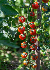 Growing yellow, orange and red variegated tomatoes