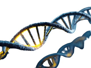 3D DNA double helix structure