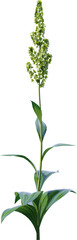 Fototapeta premium Transparent flower, plant, isolated, white, pink, nature, green, leaf, floral, purple, bloom, flowers, spring, white background, flora, blossom, petal, stem, summer, natural, bouquet, botanical