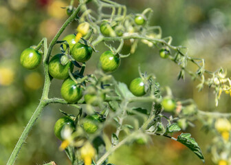Growing yellow, orange and red variegated tomatoes
