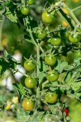 Growing yellow, orange and red variegated tomatoes