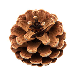 A single open brown pinecone with woody scales viewed from above showing a natural rosette pattern, isolated on transparent background