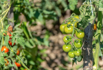 Growing yellow, orange and red variegated tomatoes