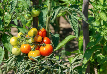 Growing yellow, orange and red variegated tomatoes