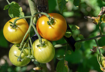 Growing yellow, orange and red variegated tomatoes