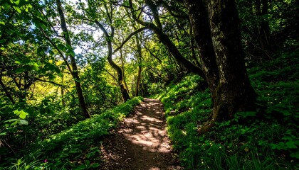 Obraz premium Lush forest path bathed in sunlight