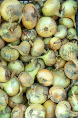 Natural onions grown in organic farming