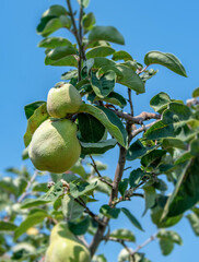 Quince tree with fruits ready to be harvested