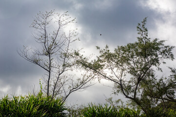 Fototapeta premium 奄美大島の夏の風景。