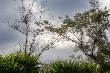 Fototapeta premium 奄美大島の夏の風景。