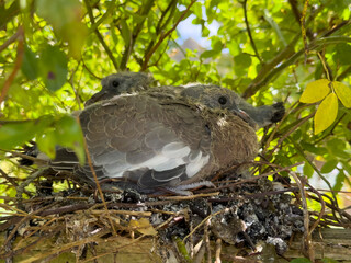 Hampshire England UK. 28.08.2025. Baby pigeons at three weeks sitting on a nest. within a rambling rose tree.